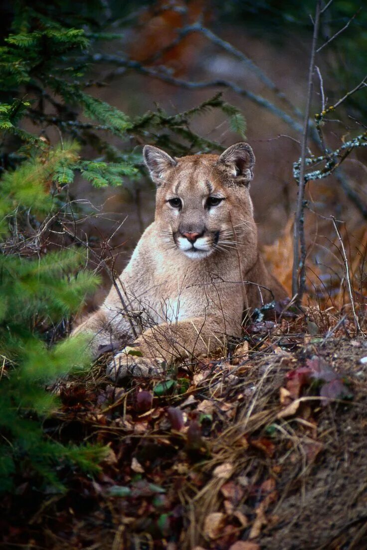 Покажи фото диких животных Pin by Leone ... ... ANGEL on Animals - Wild Cats & Close Family Types Wild cats