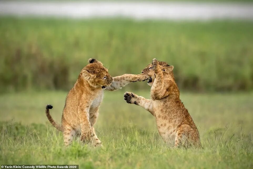 Покажи фото диких животных A VERY relaxed bear and boxing lion cubs are among entries for Comedy Wildlife P