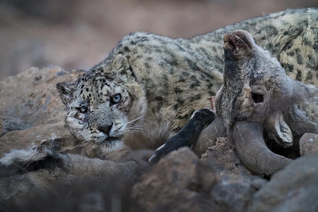 Покажи фото диких животных Eye to eye Wildlife Photographer of the Year Natural History Museum