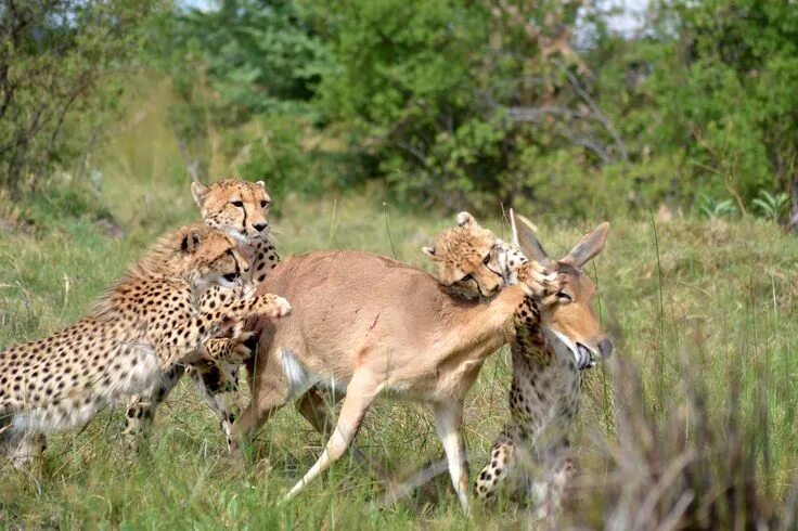 Покажи фото диких животных The week in wildlife - in pictures Wildlife, Cheetah cubs, Wild cats