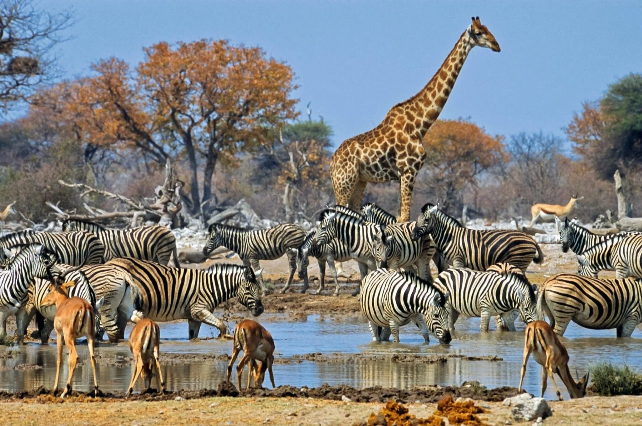 Покажи фото диких животных африки Экскурсия в зоопарк 2022, Грозный - дата и место проведения, программа мероприят