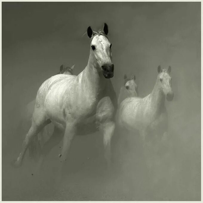 Покажи фото долговязой лошади PhotoNet Home Horses, Beautiful horses, White horse photography