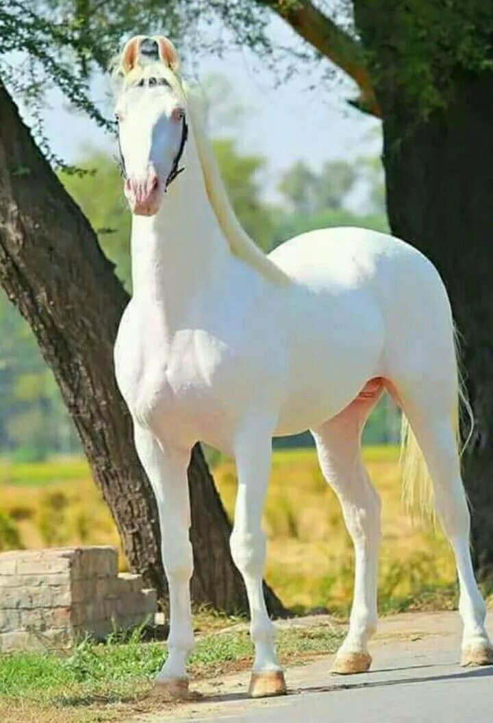 Покажи фото долговязой лошади Pin von Sodré Sodré Sodré auf cavalos,mula e jegue(horse) Pferde, Tiere