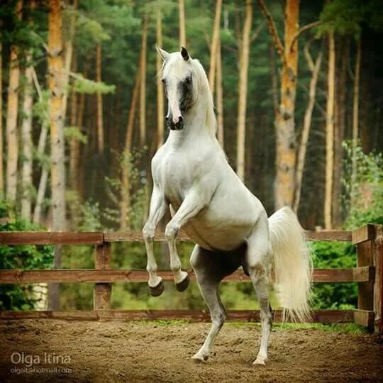 Покажи фото долговязой лошади Prancing Horses, Beautiful horses, Horse rearing