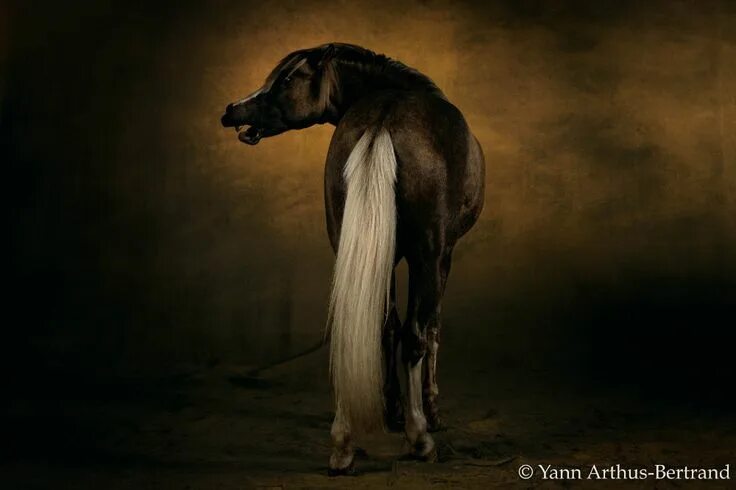 Покажи фото долговязой лошади Horses Yann Arthus-Bertrand's Photos Horses, Show horses, American quarter horse