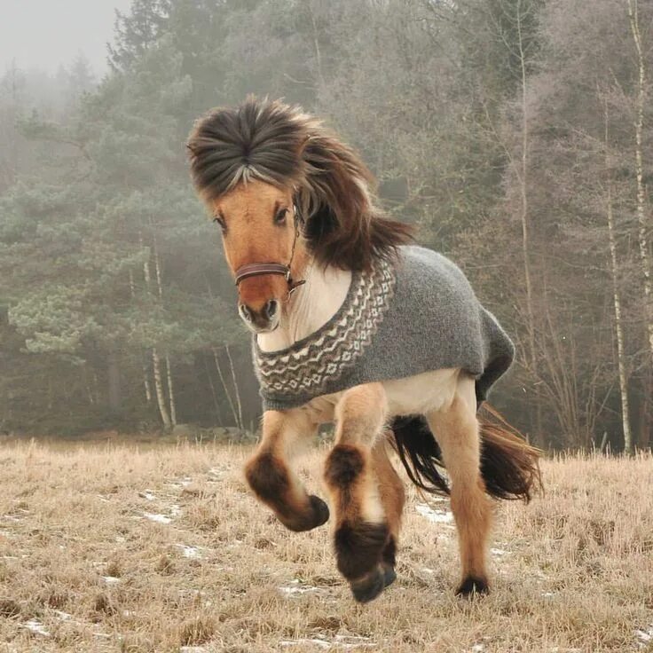 Покажи фото долговязой лошади #bewertungen #gillamarkeringar #Kveikja #kveikjaliberty #liberty #på 275 gilla-m