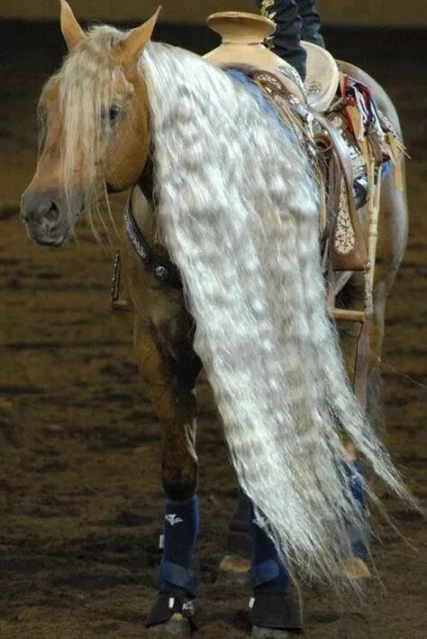 Покажи фото долговязой лошади 360 Horse Coat Colors ideas beautiful horses, horses, pretty horses