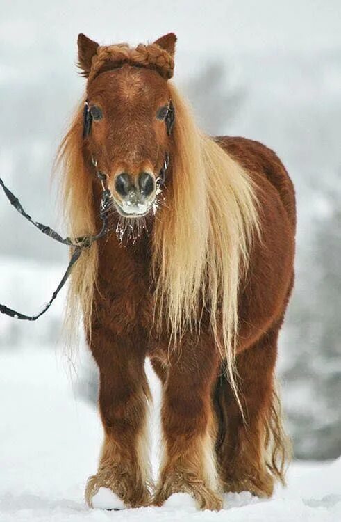 Покажи фото долговязой лошади Pin by Johnny Blue on Equus Equus, Best friends, Horses