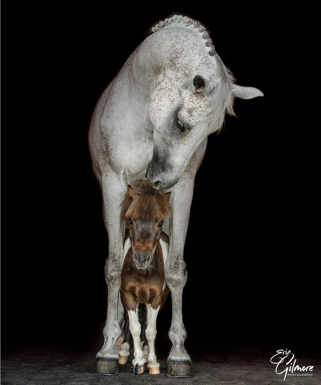 Покажи фото долговязой лошади Пин от пользователя Quique Maqueda на доске Kind of horses Лошадиные породы, Кра