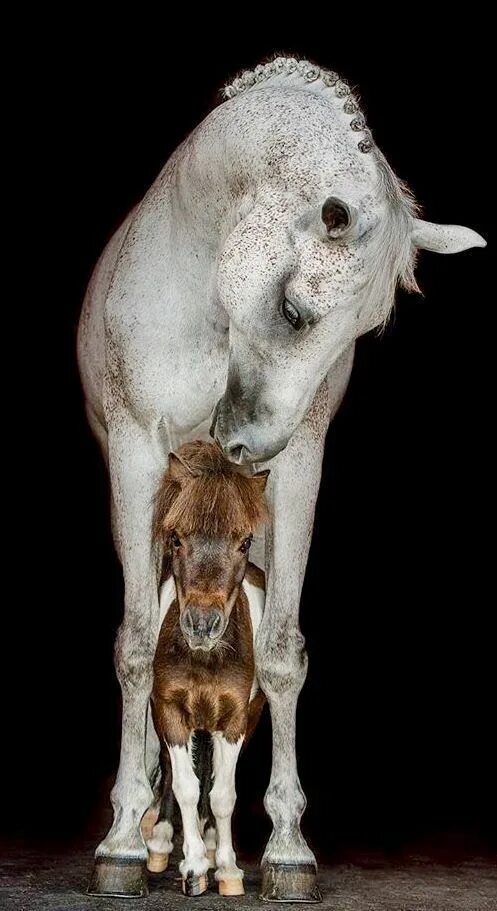 Покажи фото долговязой лошади Pin van Roberto op Animals Fotografie, Dieren, Paarden