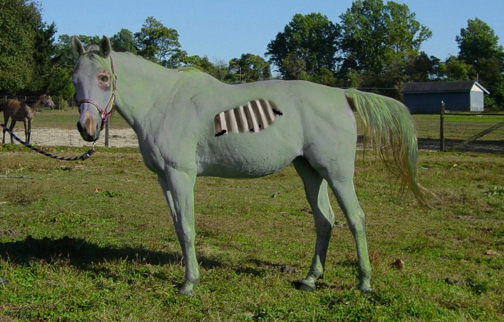 Покажи фото долговязой лошади Фото долговязой лошади