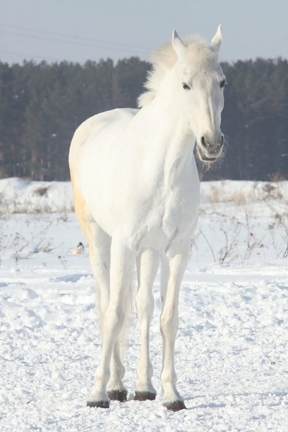 Покажи фото долговязой лошади Долговязая лошадь - найдено 82 картинок