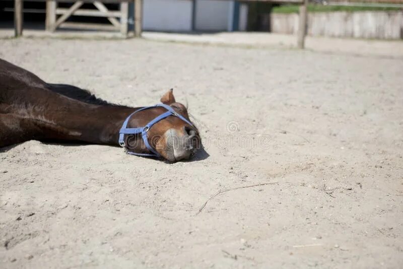 Покажи фото долговязой лошади 12,591 наездничество стоковые фото - бесплатные и стоковые фото RF от Dreamstime