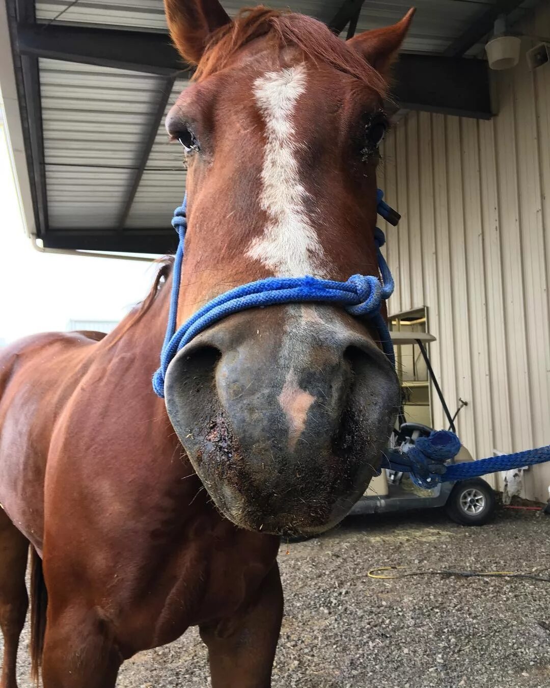 Покажи фото долговязой лошади Equine Anaplasmosis