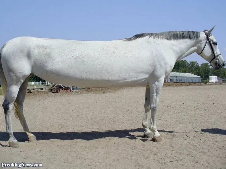 Покажи фото долговязой лошади Long Animals pictures - Freaking News Animal pictures, Guinness world records, G