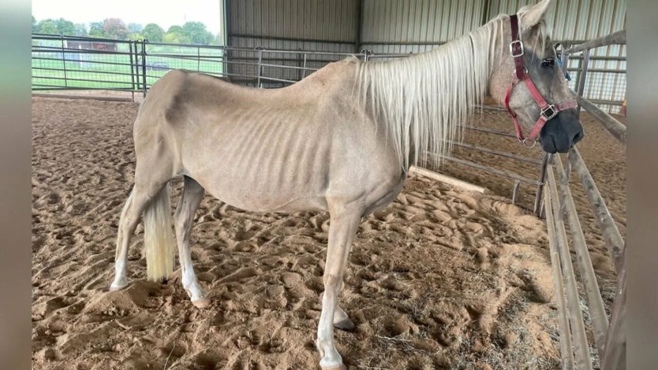 Покажи фото долговязой лошади Кобыла была истощена когда её нашли. Но только взгляните на неё сейчас! - YouTub