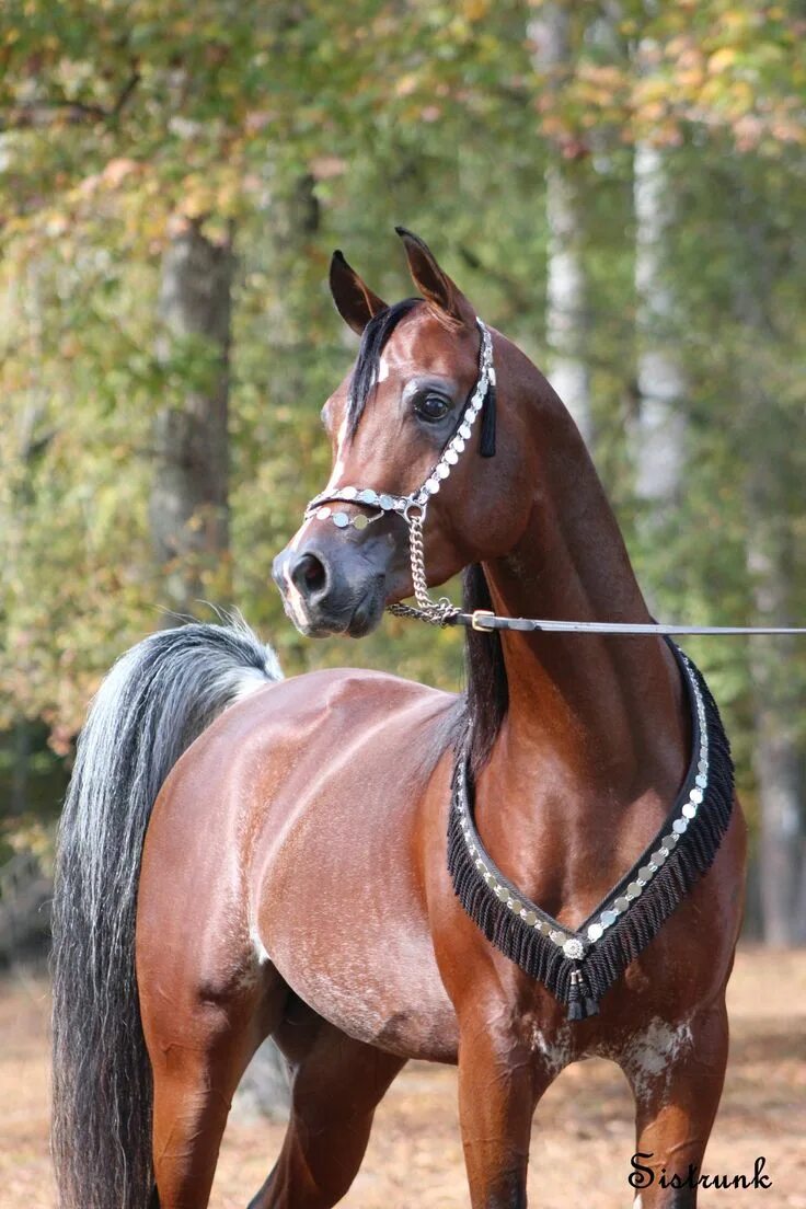 Покажи фото долговязой лошади FARID AL JANNETT Beautiful horses wild, Beautiful arabian horses, Most beautiful