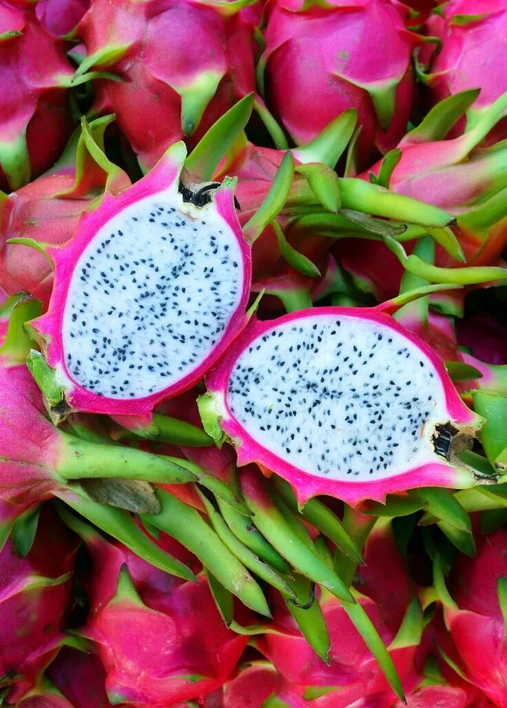 Покажи фото драгон фрукта Dragon Fruit, White 'Vietnamese Jaina' (Hylocereus undatus) Buah naga, Buah, Ide