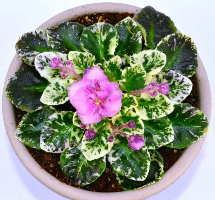 Покажи фото фиалок Robs Artful Dodger Semi Miniature African Violet Plant Flowers African violets, 