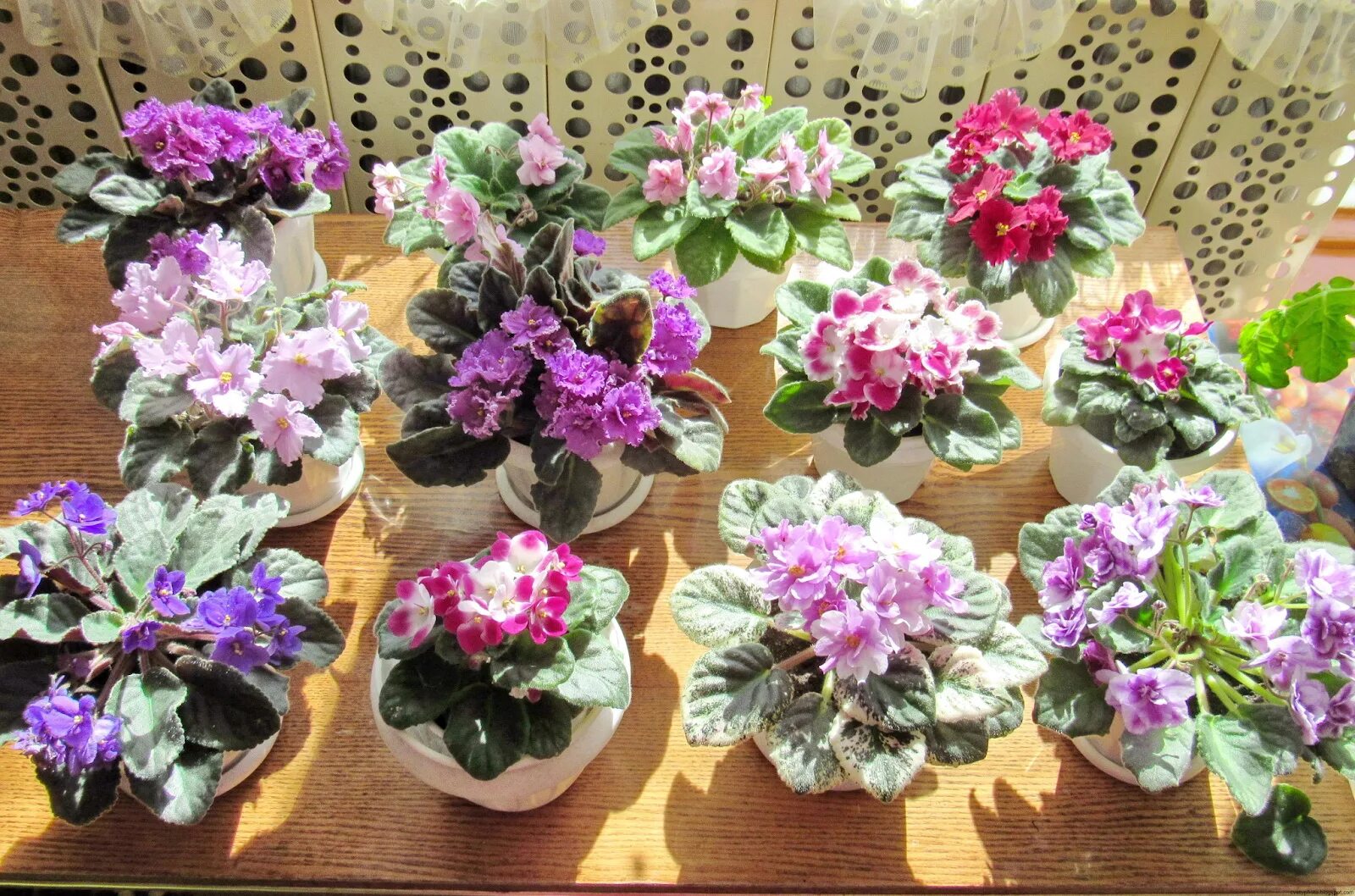 узамбарская фиалка African violets, Indoor flowers, Amazing flowers