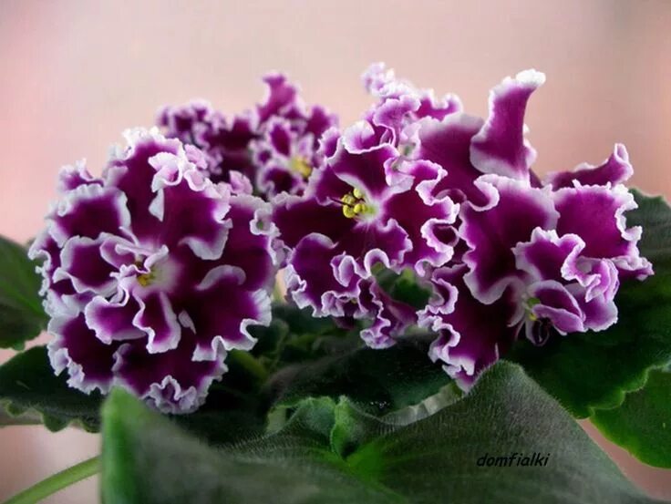 Покажи фото фиалок African Violet - Opus One (J. Brownlie) - starter plant eBay African violets, Sa