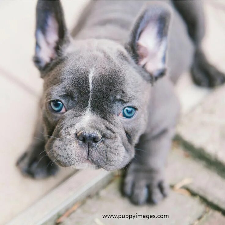 Покажи фото французского бульдога Some of the things we like about the Bulldog Puppy #bulldogstrong #bulldogfrench