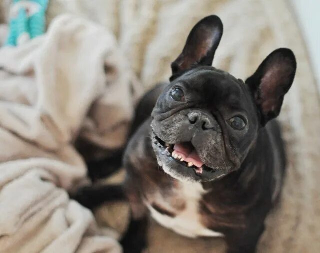 Pin on french bulldog life Cute french bulldog, French bulldog, Frenchie bulldog