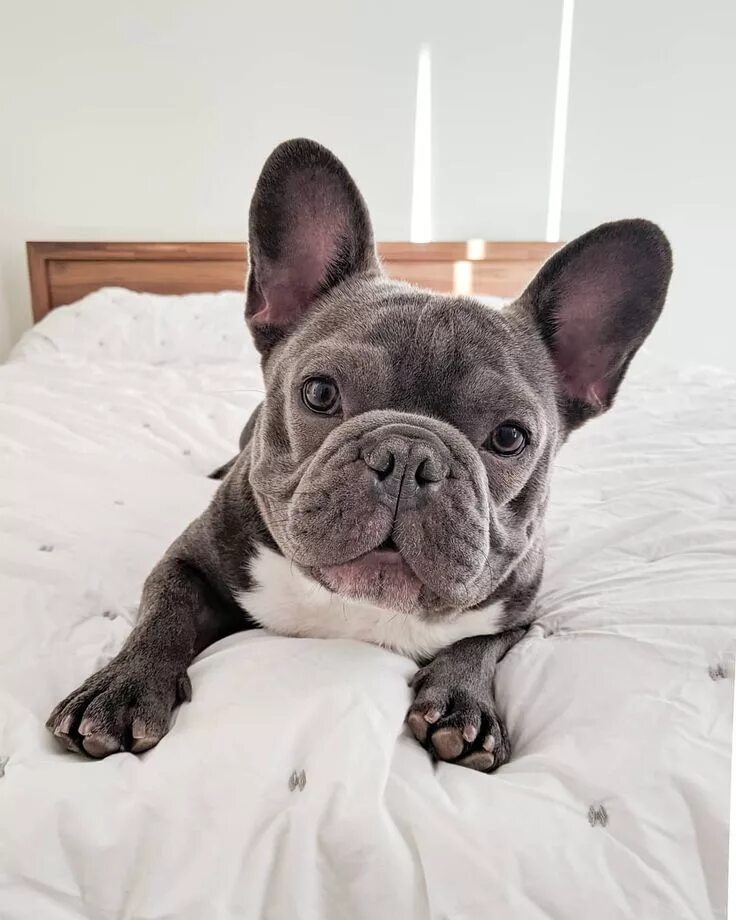 Покажи фото французского бульдога Пин на доске french bulldog life Бульдог, Щенки корги, Французский бульдог