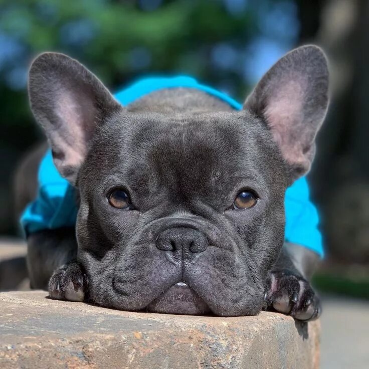 Покажи фото французского бульдога Pin on french bulldog life Cute french bulldog, French bulldog, Frenchie bulldog