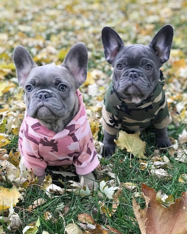 Покажи фото французского бульдога BabyGirl on Twitter Blue french bulldog puppies, Cute puppies, French bulldog pu