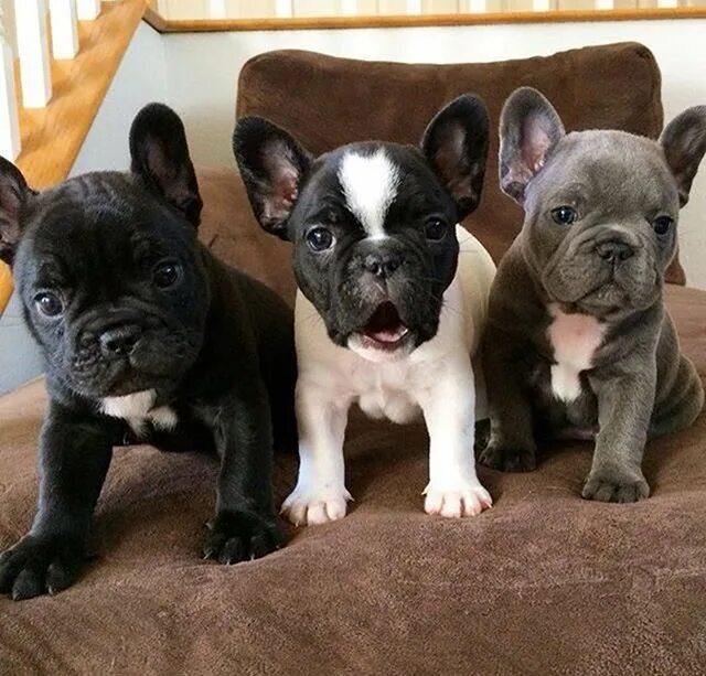 Покажи фото французского бульдога FRENCH BULLDOG (@dog_from_france) * Фото и видео в Instagram Bulldog, English bu