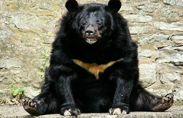 Покажи фото гималайского медведя 10 Animals Endangered by Human Superstitions - Asiatic black bears