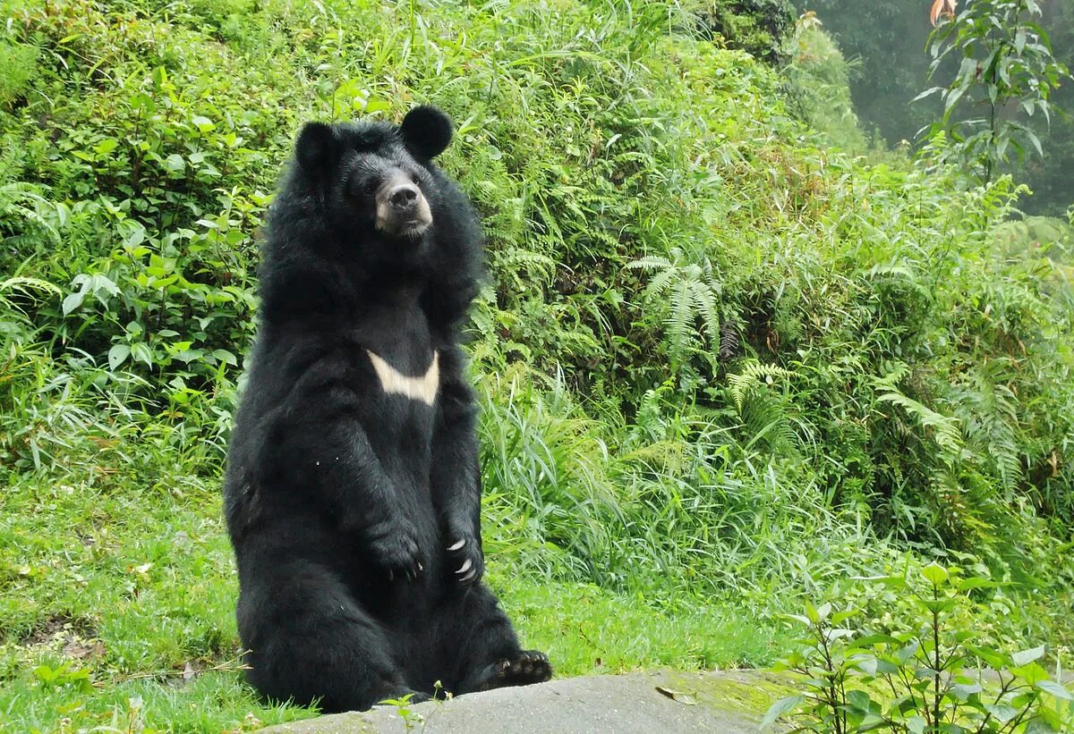 Покажи фото гималайского медведя Файл:Himalayan bear.jpg - Википедия