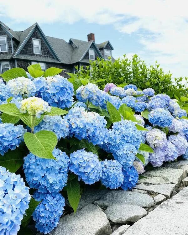 Покажи фото гортензии How To Grow Big, Beautiful Blue Hydrangeas The Zhush Blue hydrangea flowers, Blu