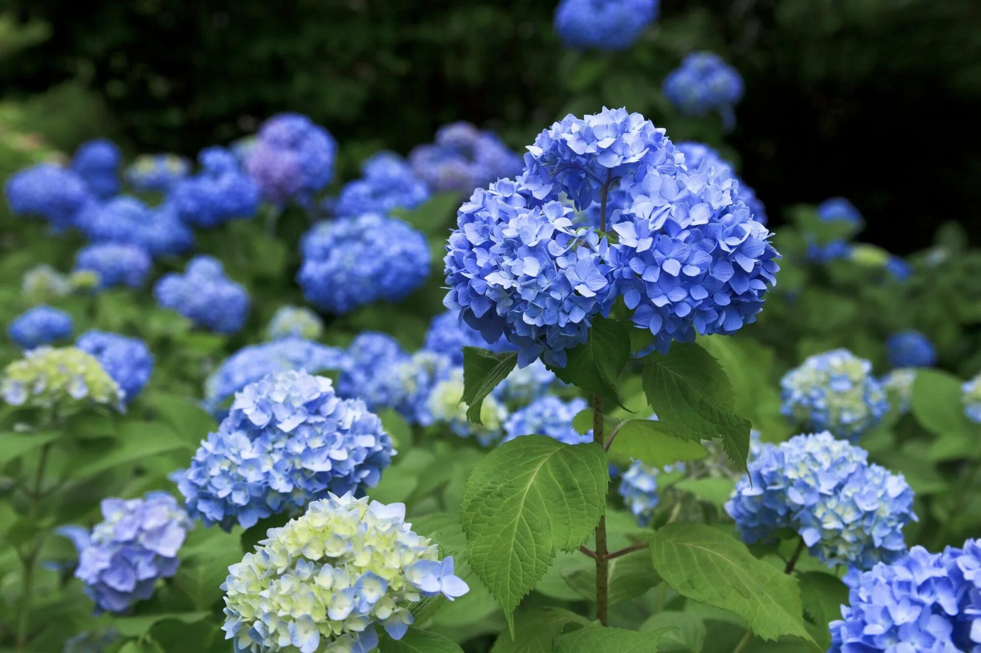 Покажи фото гортензии What to Do If Your Hydrangeas Aren't Blooming Planting hydrangeas, Types of hydr