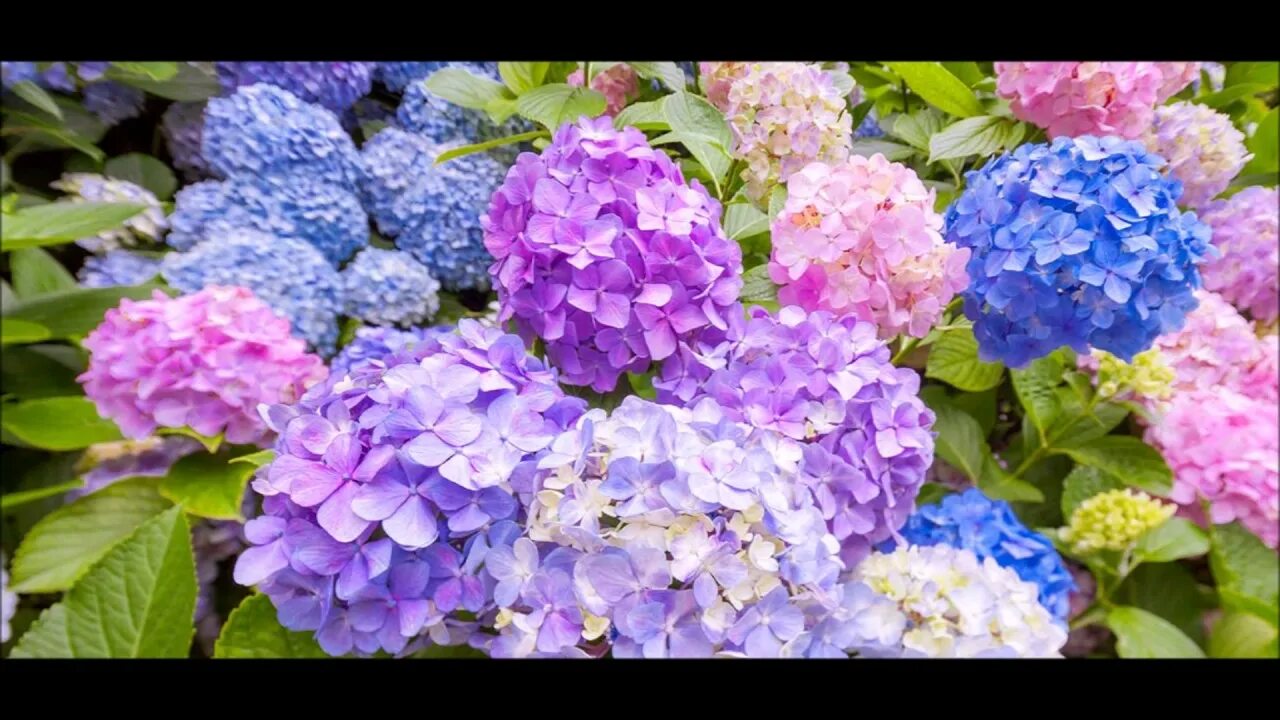 Покажи фото гортензии Hydrangea spp. - YouTube