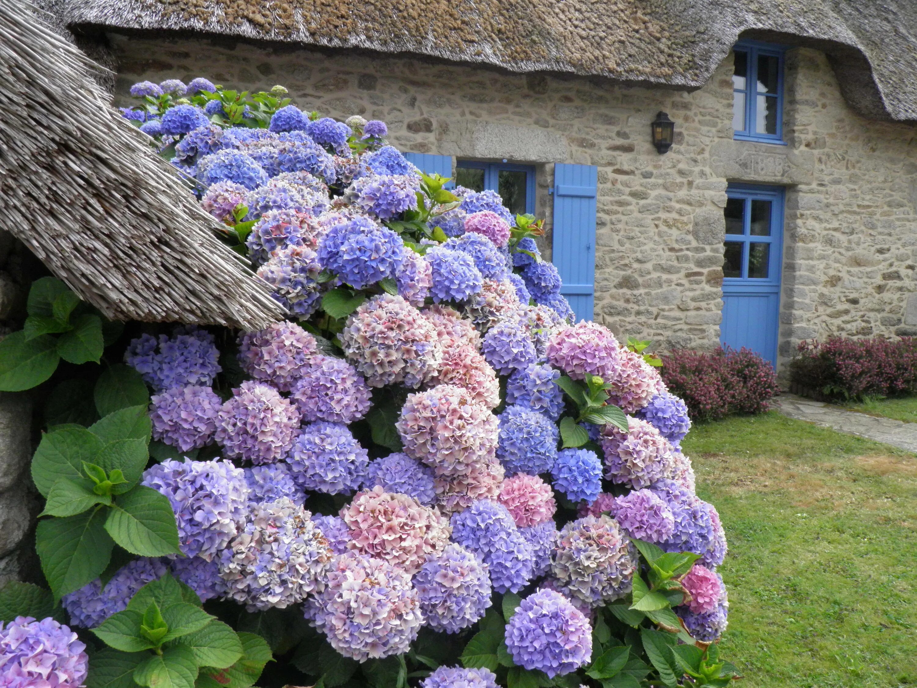 Покажи фото гортензии File:Hortensias (Hydrangea) (07).jpg - Wikimedia Commons