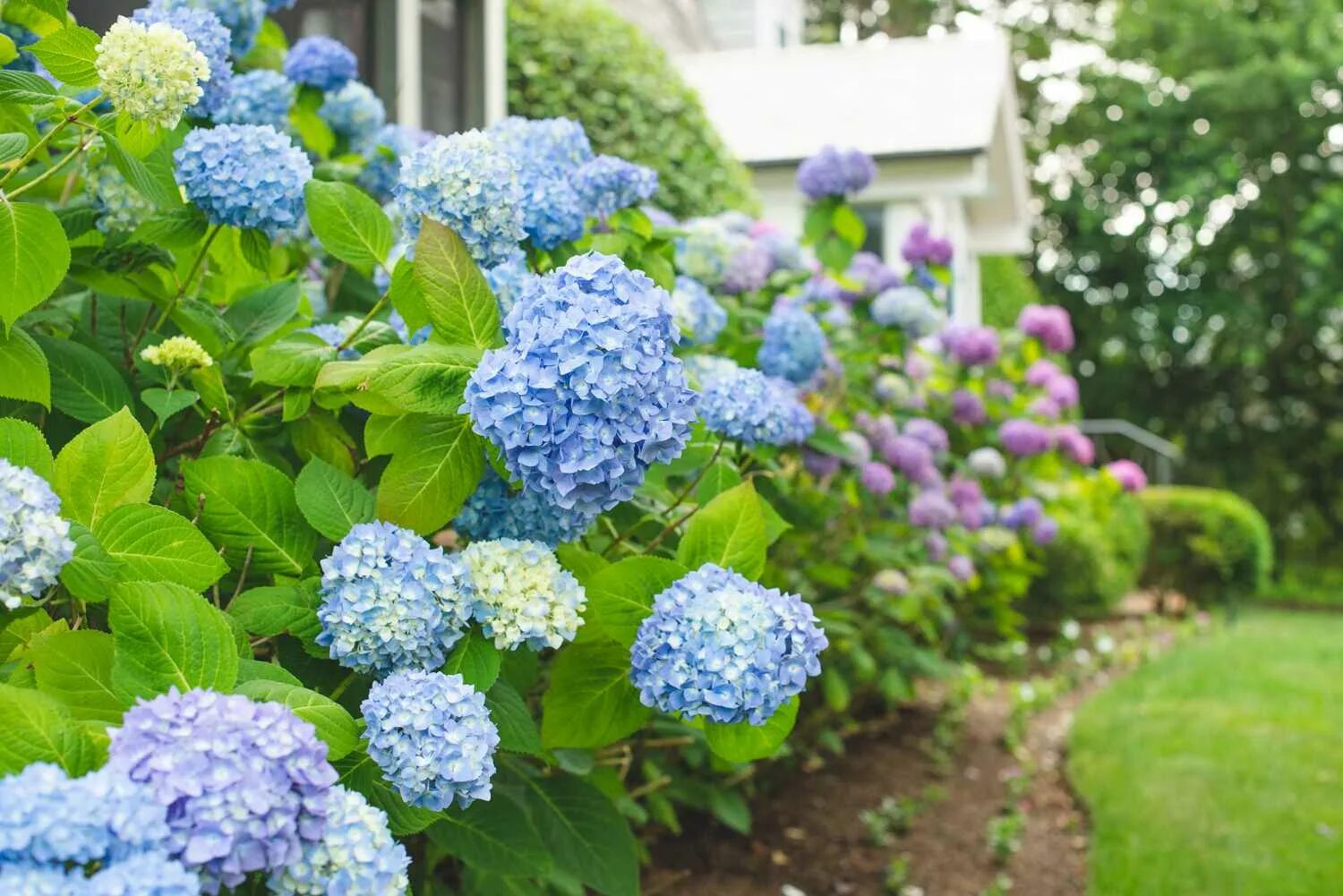 Покажи фото гортензии 14 Beautiful Types of Hydrangea to Grow