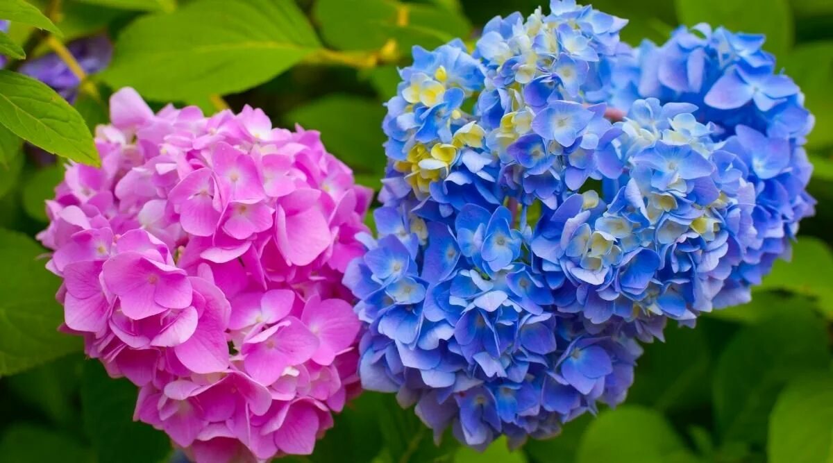 Покажи фото гортензии How To Change The Color of Your Hydrangeas in 6 Simple Steps in 2022 Hydrangea n