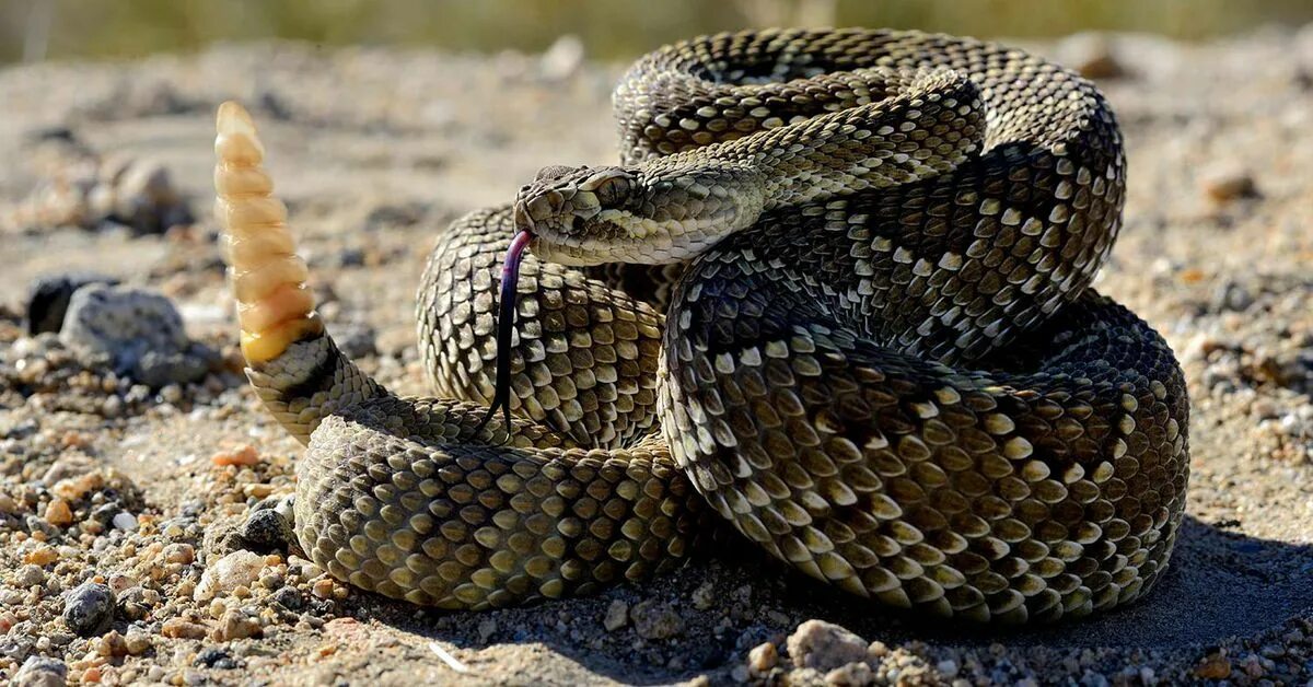 Покажи фото гремучей змеи The World’s Deadliest Snakes Mojave rattlesnake, Gaboon viper, Rattlesnake