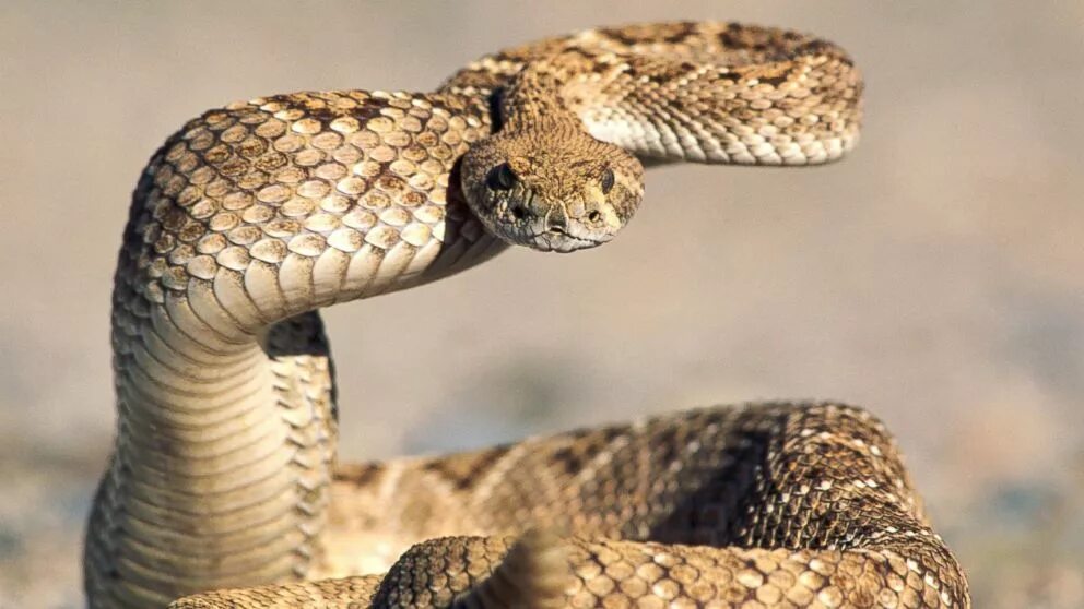 Покажи фото гремучей змеи Two Children in Northern California Bitten by Rattlesnakes Rattlesnake, Cute sna