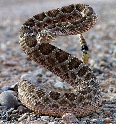 Покажи фото гремучей змеи Prairie Rattlesnake Snake, Reptiles, Poisonous snakes