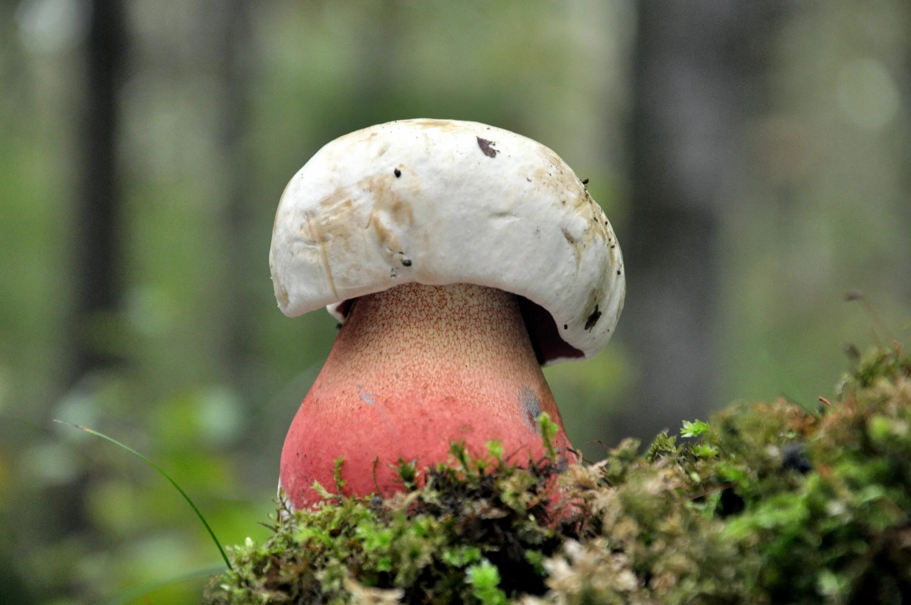 Покажи фото гриб Сатанинский гриб - Boletus satanas Stuffed mushrooms, Fungi