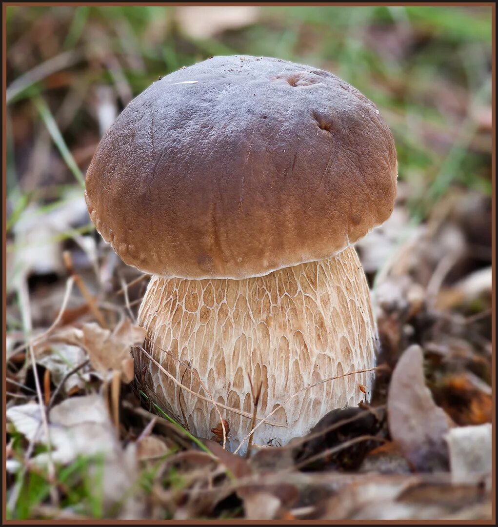 Покажи фото гриб Галерея Макроклуба - Boletus Edulis родом из Германии