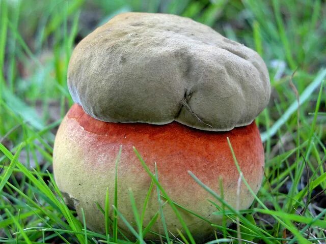 Покажи фото гриб boletus satanas Stuffed mushrooms, Fungi, Mushroom fungi