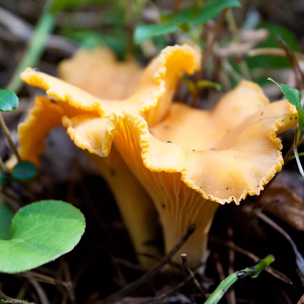 Покажи фото грибов лисички Лисичка обыкновенная (Cantharellus cibarius) - Грибы Сибири Вложение: 9355