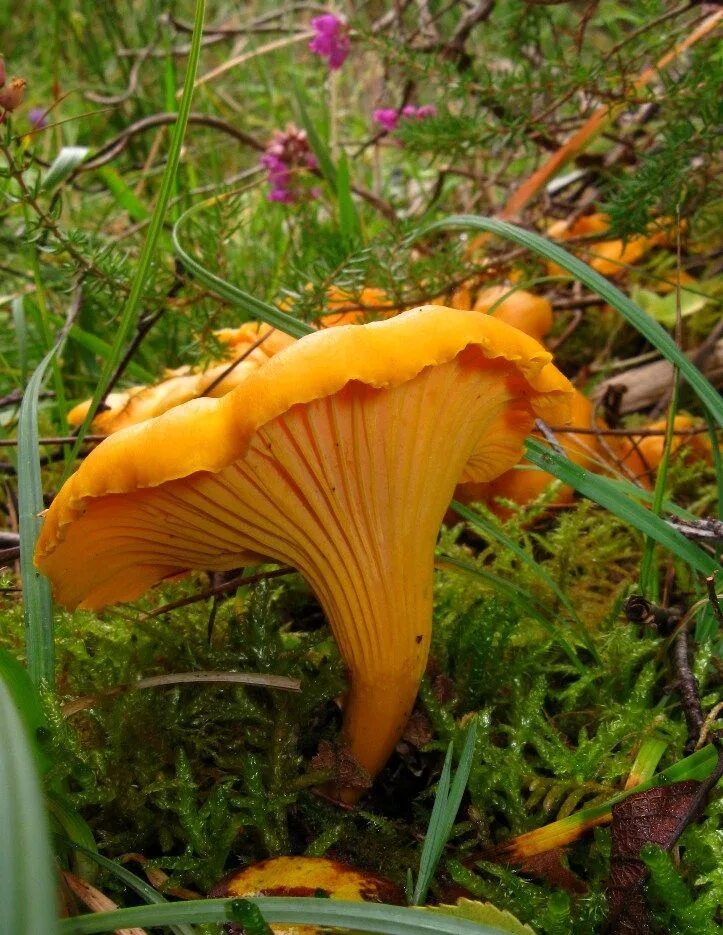 Покажи фото грибов лисички Fungi - click here " Assynt Field Club Edible wild mushrooms, Garden mushrooms, 