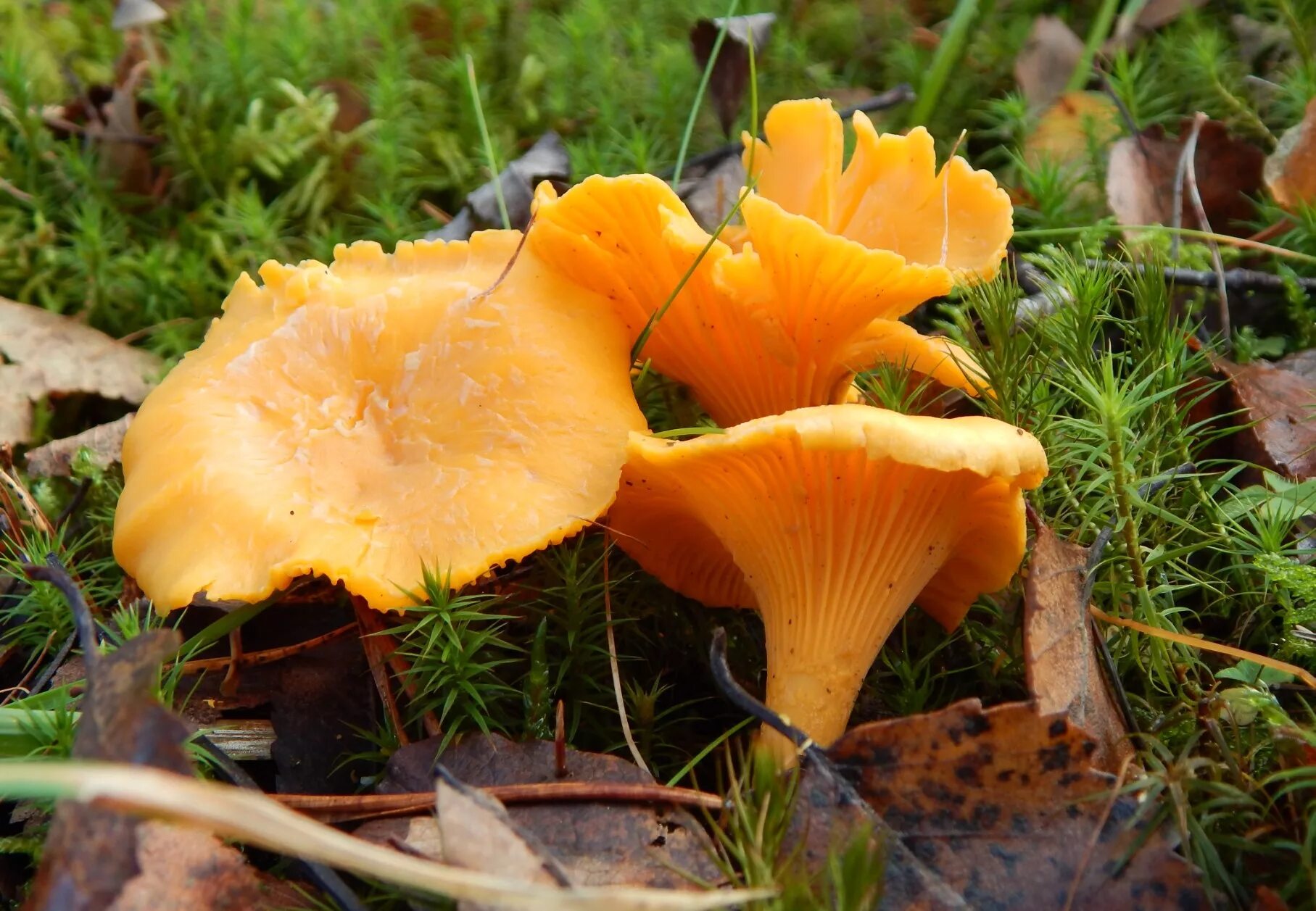 Покажи фото грибов лисички Wallpaper : wood, November, winter, wild, orange, mushroom, forest, woodland, go