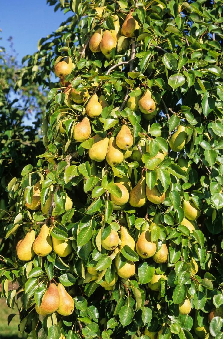 Покажи фото груши Quel arbre pour mon jardin ? Design de jardin potager, Jardin fruitier, Arbuste