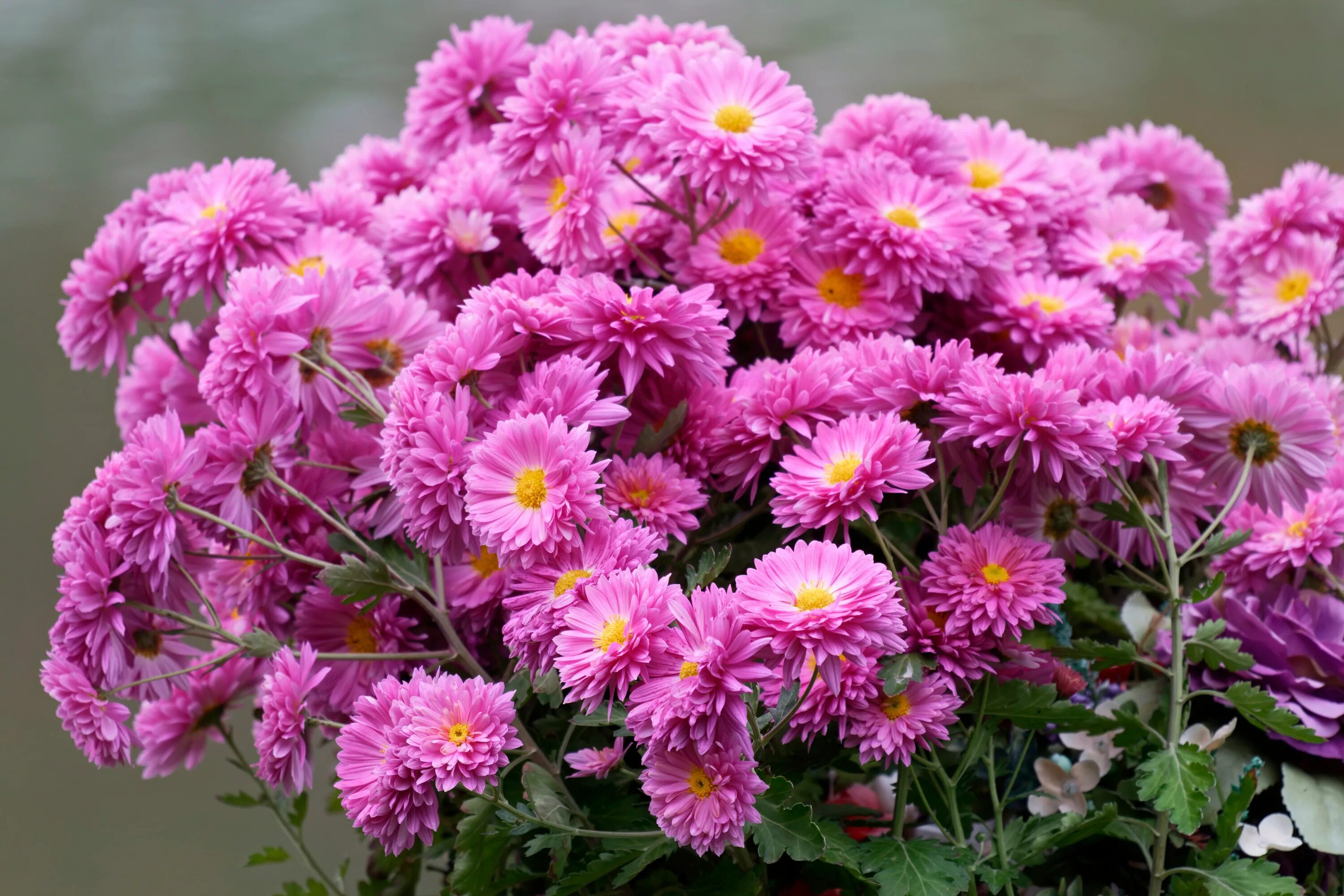 Покажи фото хризантем Beautiful bouquet of pink chrysanthemum flowers Desktop wallpapers 1024x1024